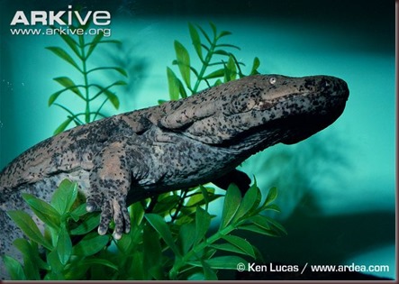 ARKive image GES008288 - Chinese giant salamander