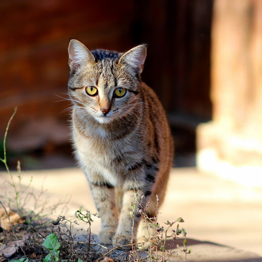 Hd-178246-ascw178246