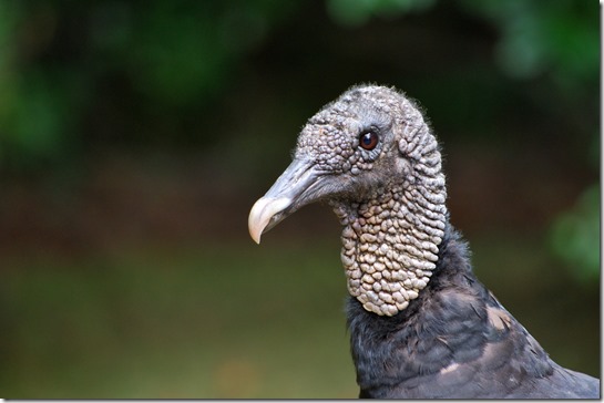 Black Vulture