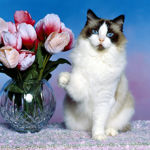 Hd-141512-ascw141512