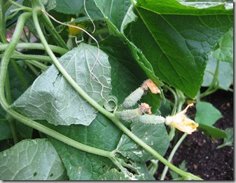 IMG_0724 IMG_0724