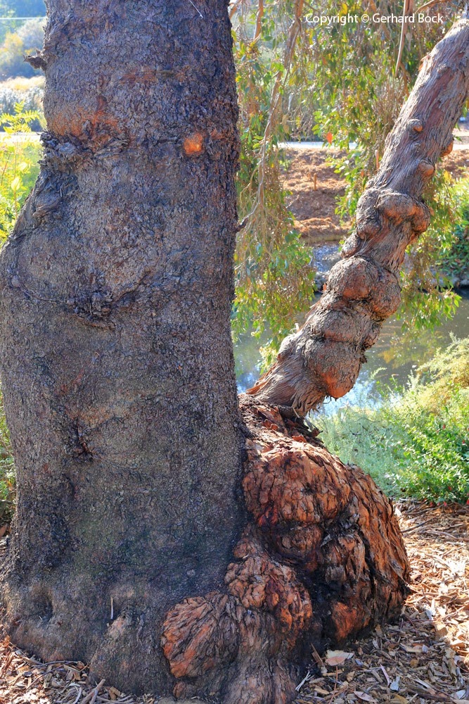[131124_UCD_Arboretum_AustralianCollection_Eucalyptus-behriana_01%255B3%255D.jpg]