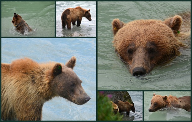 Bears at Haines