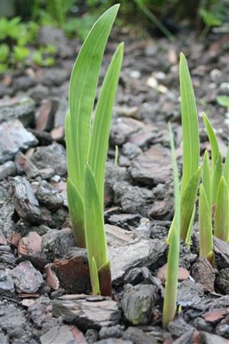 20100615 (1) (Small)