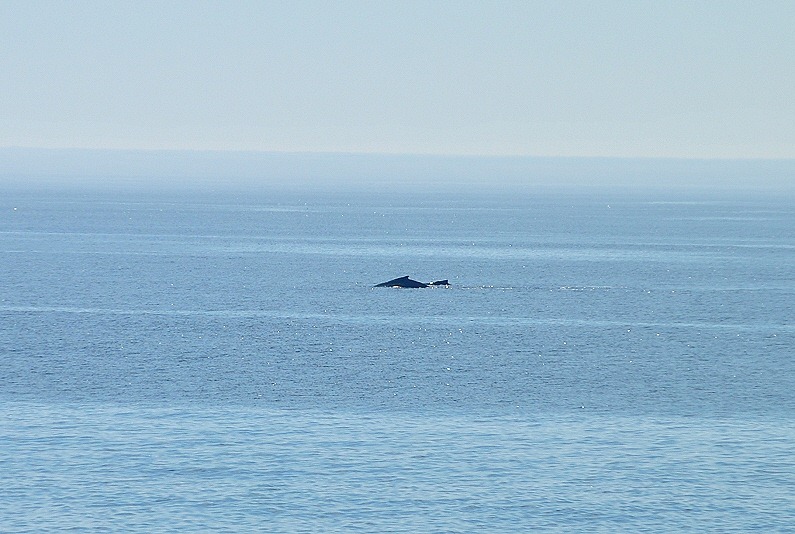 [07%2520-%2520Whales%2520-%2520first%2520sighting%2520Mom%2520and%2520Calf%255B2%255D.jpg]