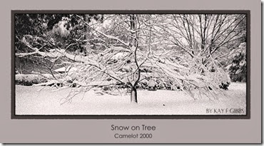 snow on tree 2000