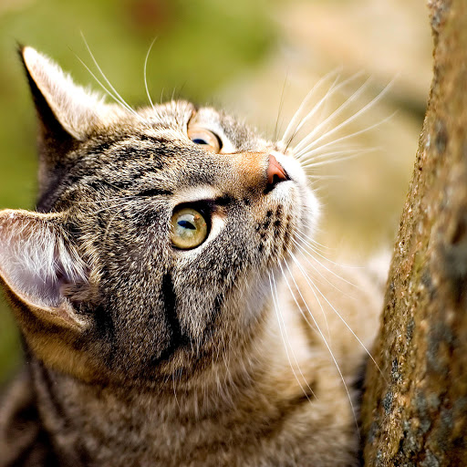 Hd-137460-ascw137460