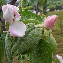 [Quince_flowers4.jpg]