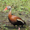 Black-bellied Whistling-Ducks (pair)