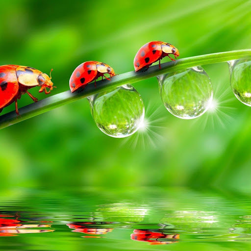 Hd-136564-ascw136564