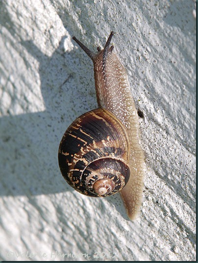 9-garden-snail