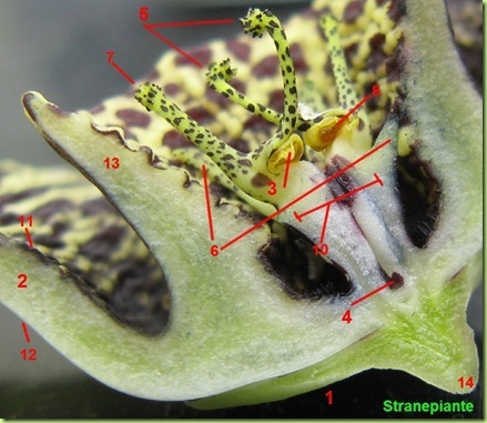 orbea variegata sezione fiore numeri