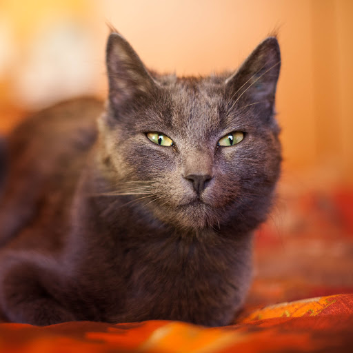 Hd-161249-ascw161249