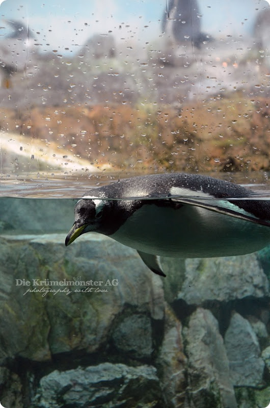 Zoo Frankfurt Eselspinguin 150813