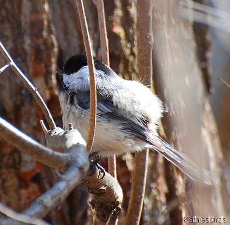 3. winter chickadee