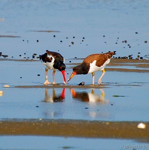 3. American Oystercatcher-kab