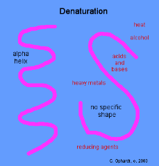 denaturation