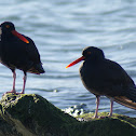 Black Oystercatcher