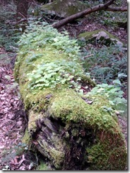 Mossy Log-Roaring Fork