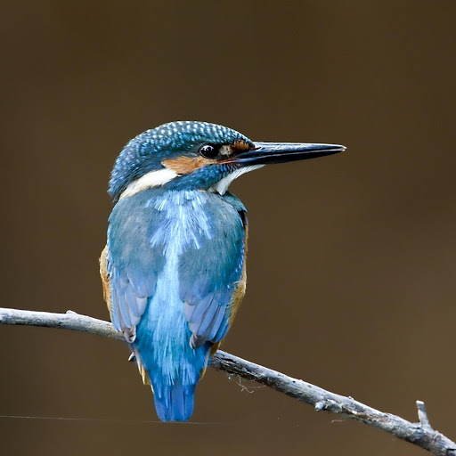 Hd-181224-ascw181224