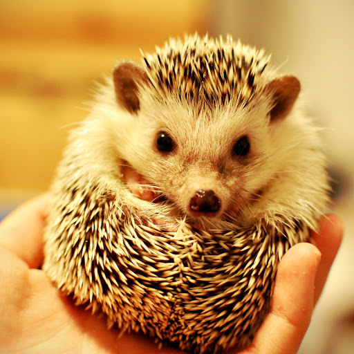 Hd-175475-ascw175475