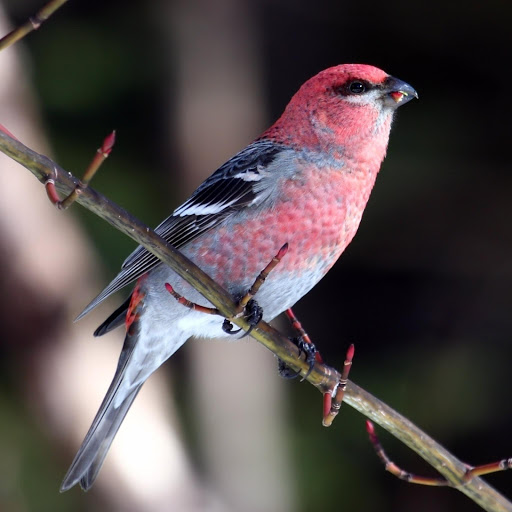 Hd-178197-ascw178197