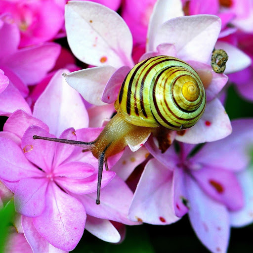 Hd-147421-ascw147421