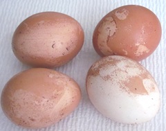 Eggs losing brown color 3. 2013