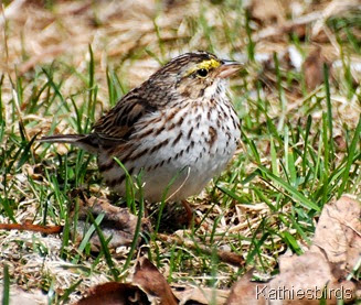 DSC_0236 savannah sparrow-kab