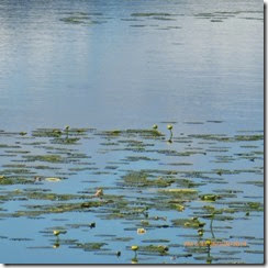Water Lilies on Gravel Lake (zoomed in)