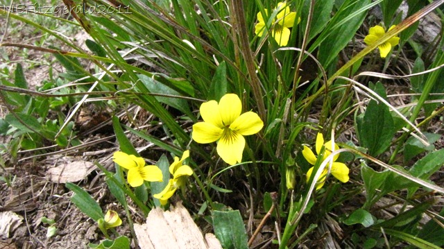 [YellowViolet%255B10%255D.jpg]