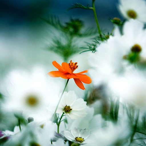 Hd-173738-ascw173738