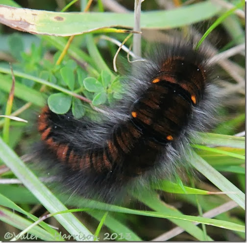 4-caterpillar