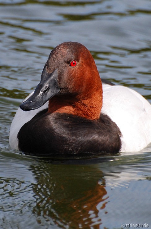 7. male canvasback-kab