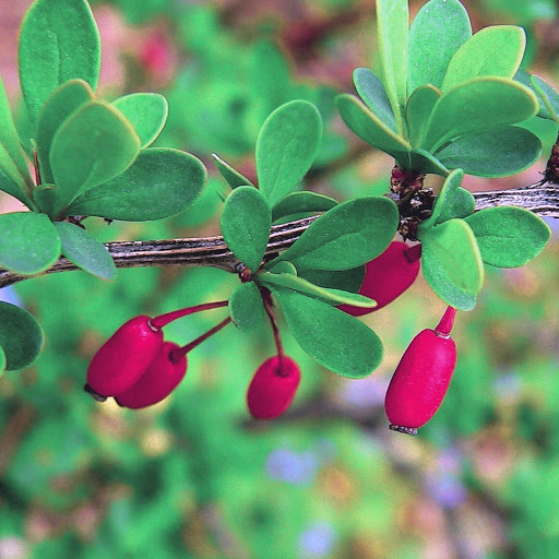 Hd-164350-ascw164350