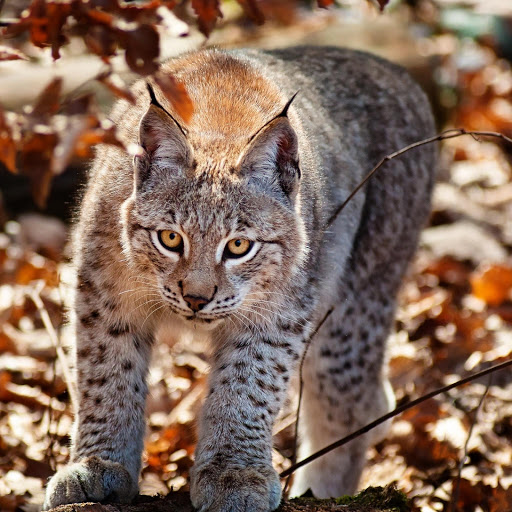 Hd-176566-ascw176566