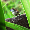 Double-barred Finch (Double-bar)