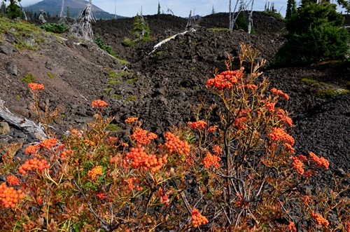 mountain ash growing out of the lava flow