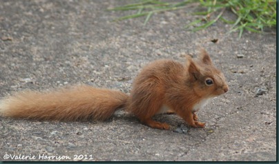 red-squirrel-tiny