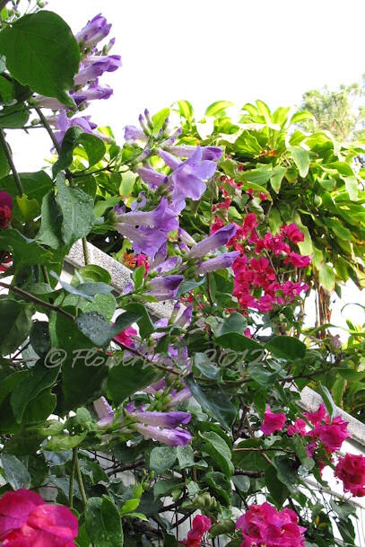 [05-18-thunbergia2%255B5%255D.jpg]