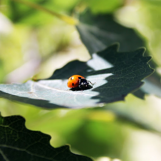 Hd-149368-ascw149368