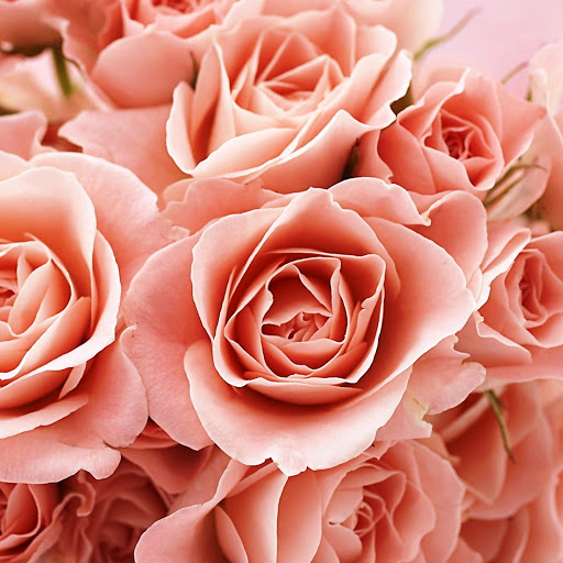 Hd-146101-ascw146101