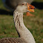 Toulouse Goose