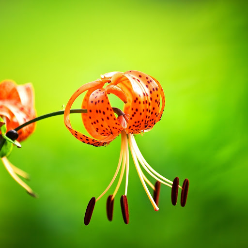 Hd-186252-ascw186252