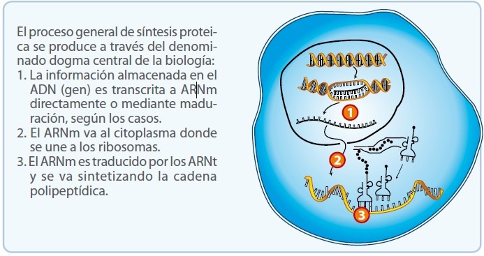 ¿Cómo se produce la síntesis de proteínas