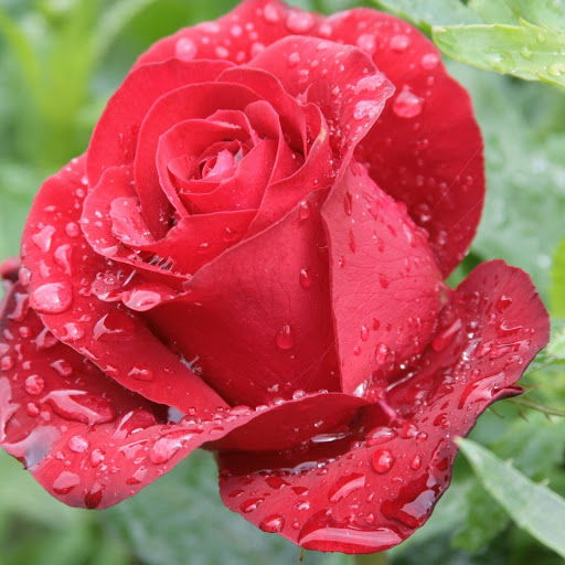 Hd-176977-ascw176977