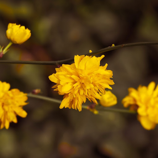 Hd-186279-ascw186279