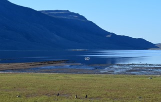 waterfowl on Hart Lake