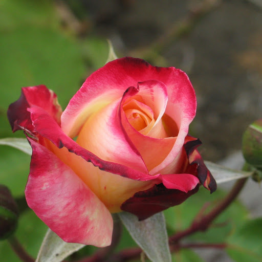 Hd-152371-ascw152371