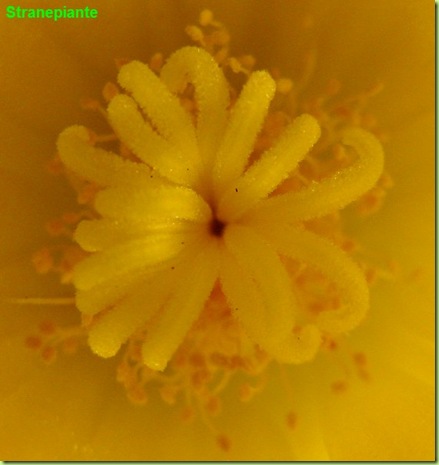 Leuchtenbergia principis macro